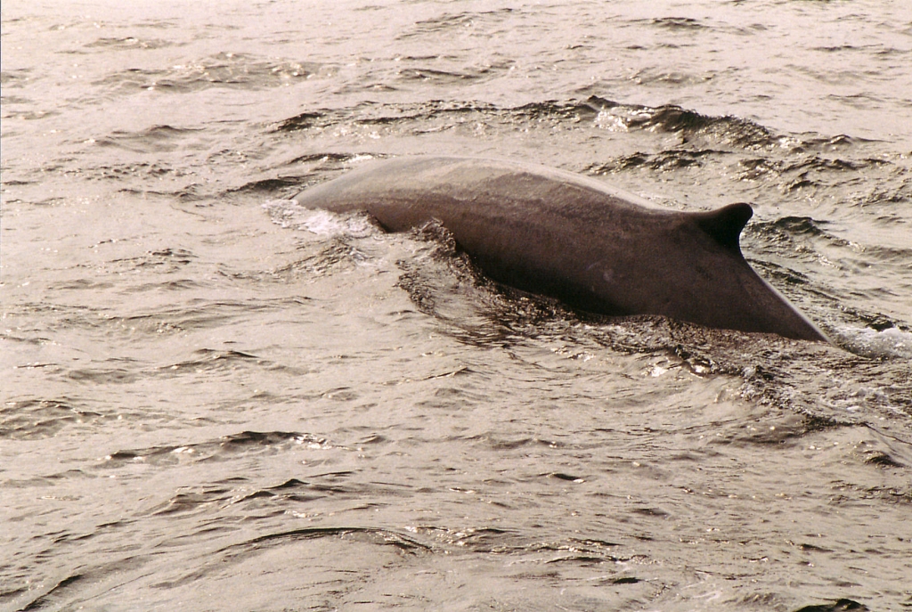 03 -Tadoussac (12).jpg